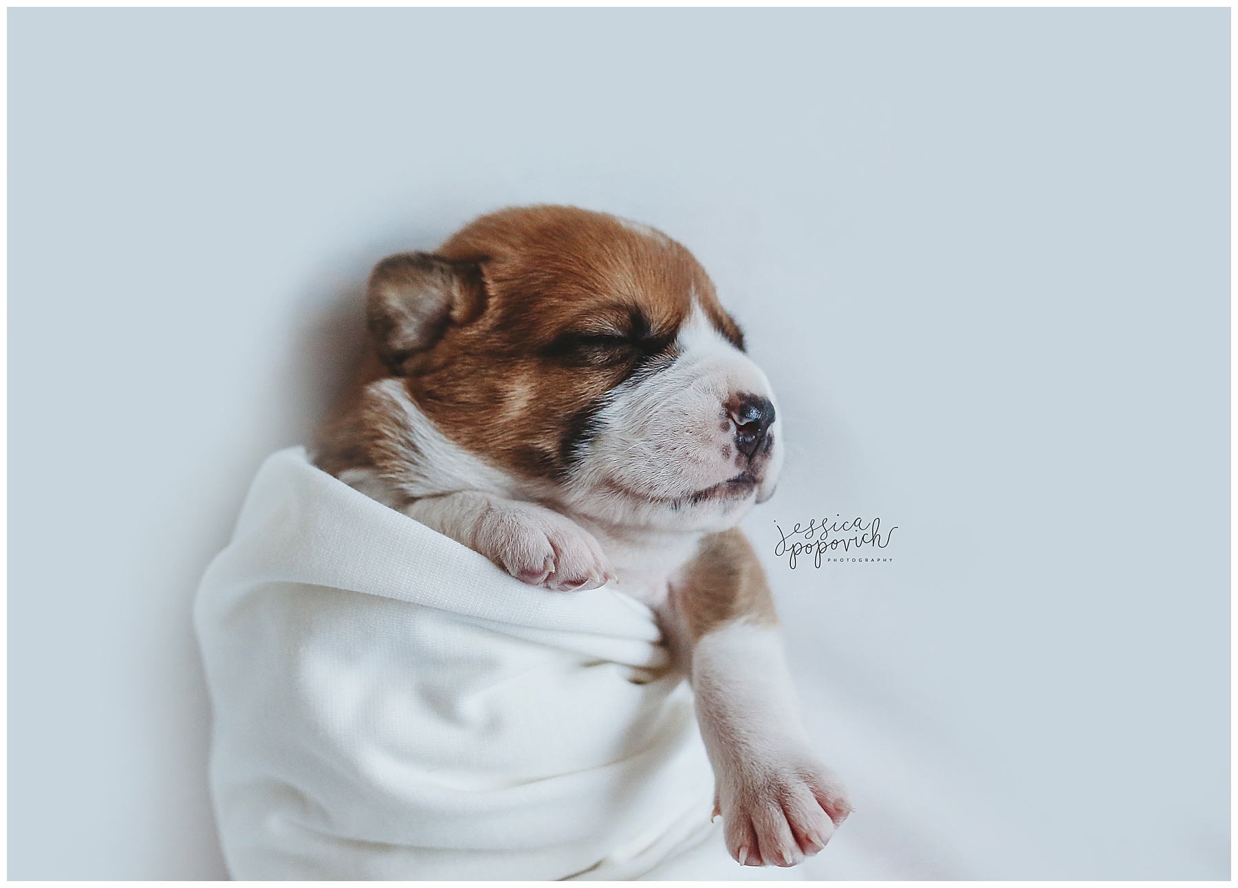 baby portrait photography buffalo ny